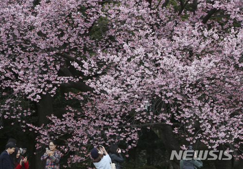【도쿄=AP/뉴시스】관광객이 10일 일본 도쿄에 있는 신주쿠교엔에서 활짝 핀 벚꽃을 구경하고 있다. 2018.03.22