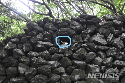 제주의 돌담으로 견고하게 둘러쌓여 있는 수악주둔소의 흔적. 4·3 발생 70년이 흘렀어도 성벽에 남았는 총구(동그랗게 그린 곳)의 자취가 전투가 치열했던 당시의 상황을 증언하고 있다. (제주도 제공)