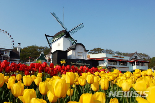 【용인=뉴시스】 이승호 기자 = 에버랜드가 국내 꽃 축제의 서막을 알리는 '튤립 축제'를 16일부터 4월29일까지 45일 동안 연다. 12일 에버랜드 곳곳에 모습을 드러낸 튤립이 봄을 알리고 있다.2018.03.12.(사진 = 에버랜드 제공)  photo@newsis.com