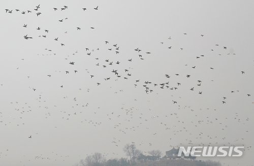 [종합]군산·청주·파주 야생조류 분변서 AI 잇따라 검출…방역 비상