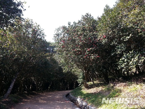 광양 옥룡면 추산리 백계산 옥룡사지 동백 숲. 