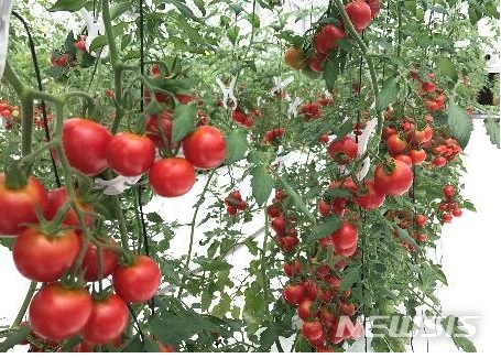 【서울=뉴시스】일본 부동산업체 미쓰비시지쇼가 스타트업 오가닉소일과 손잡고 방울토마토를 재배한다. (사진출처:오가닉소일 보도자료) 2018.03.13.