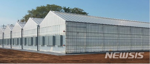 【서울=뉴시스】일본 부동산업체 미쓰비시지쇼가 스타트업 오가닉소일과 손잡고 방울토마토를 재배한다. 자료 사진은 방울토모토를 재배할 환경제어 하우스. (사진출처:오가닉소일 보도자료) 2018.03.13.