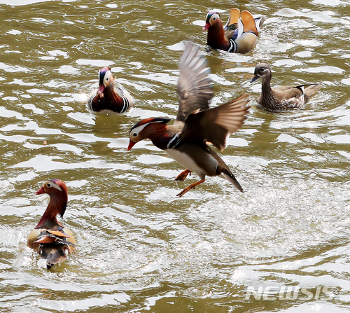 창경궁 후원 춘당지
