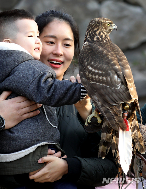 【서울=뉴시스】조수정 기자 = 10일 서울 필동 남산골한옥마을에서 열린 매사냥 체험에서 한 어린이와 엄마가 천연기념물 323-1호 참매의 생태를 관찰하고 있다. 매의 꽁지에 달린  하얀 깃털은 '시치미'로 이름과 주소 등을 적어 주인을 찾을 수 있도록 하는 이름표다. 매사냥이 성행했던 고려 시대 남의 매를 손에 넣고 '시치미'를 떼어내버리던 모습에서 '시치미 떼다' 라는 우리말의 어원을 찾을 수 있다. chocrystal@newsis.com