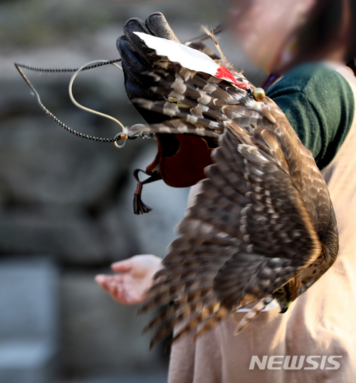 【서울=뉴시스】조수정 기자 = 천연기념물 323-1호 참매. 매는 언뜻 보기에 귀여운 새처럼 보이지만 토끼, 새 등을 잡아먹고 산다. '매달다' 라는 우리말은 매사냥에서 어원을 찾을 수 있다. 이 사진처럼 야생성이 짙은 사냥매가 다리에 줄이 묶인 채 날아가려고하다 거꾸로 뒤집어지는 모습에서 온 우리말이다. 2018.03.11. chocrystal@newsis.com