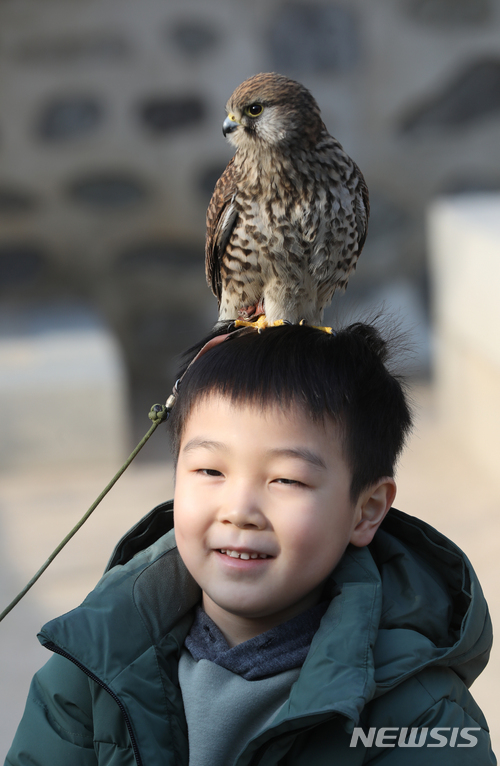 【서울=뉴시스】조수정 기자 = 10일 서울 필동 남산골한옥마을에서 어린이들이 한국전통매사냥보전회 소속 회원들에게 교육을 받으며 천연기념물 323-8호 황조롱이를 머리에 얹고 매사냥 체험을 하고 있다. 황조롱이는 언뜻 귀여운 새처럼 보이지만 토끼, 새 등을 잡아먹고 사는 맹금류다. chocrystal@newsis.com