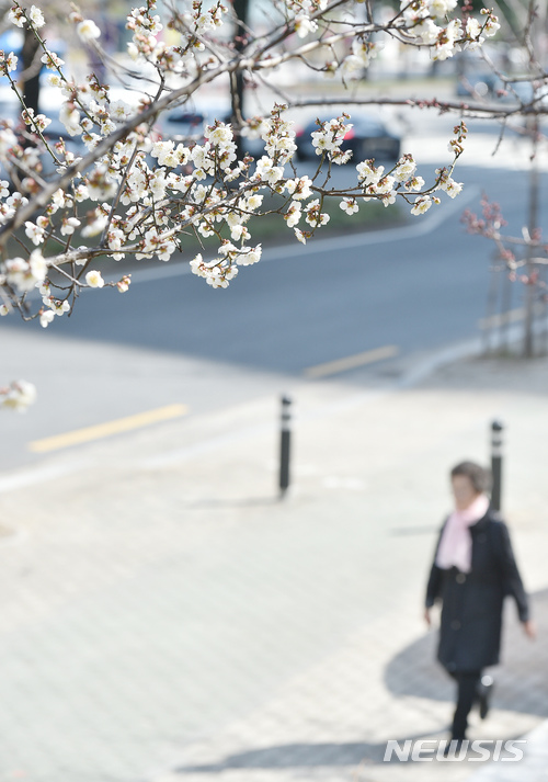 【대구=뉴시스】우종록 기자 = 따뜻한 봄 날씨를 보인 14일 오후 대구 동구 동대구로 도로변 화단에 매화나무 꽃망울이 활짝 터뜨려 시민들에게 봄소식을 전하고 있다. 2018.03.14. wjr@newsis.com