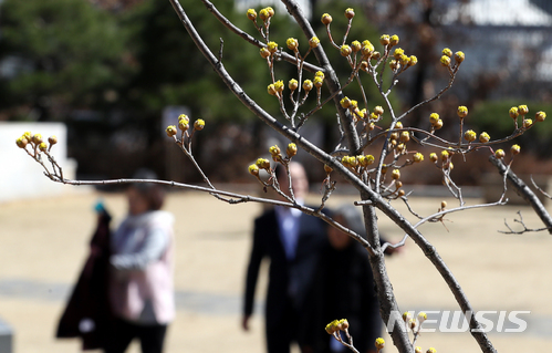 【서울=뉴시스】이종철 기자 = 봄비가 내린 뒤로 맑은 날씨를 보인 16일 서울 여의도 국회 사랑재 앞에 봄의 전령 산수유가 노란 꽃망울을 터트리고 있다. 2018.03.16. jc4321@newsis.com