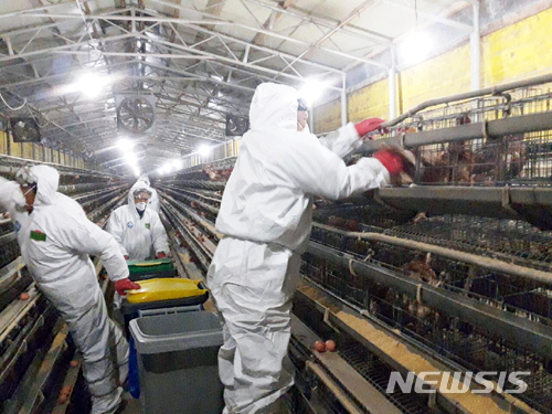 【아산=뉴시스】이종익 기자 = 17일 충남 아산시 둔포면의 3만1000마리의 산란계 사육농장에서 고벙원성 조류인플루엔자(AI) 의심신고가 접수된 가운데 간이 검사결과 '양성' 반응이 나왔다. 이날 오후 아산시 등 방역당국이 의심신고가 접수된 농장에서 산란계에 대한 살처분 작업을 진행하고 있다. 2018.03.18. (사진=아산시 제공)&nbsp; photo@newsis.com 