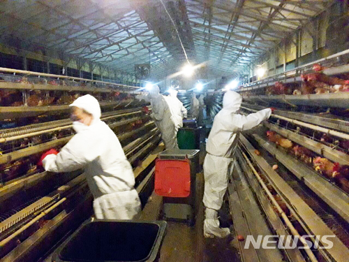  【아산=뉴시스】이종익 기자 = 17일 충남 아산시 둔포면의 3만1000마리의 산란계 사육농장에서 고벙원성 조류인플루엔자(AI) 의심신고가 접수된 가운데 간이 검사결과 '양성' 반응이 나왔다.&nbsp; 이날 오후 아산시 등 방역당국이 의심신고가 접수된 농장에서 산란계에 대한 살처분 작업을 진행하고 있다.&nbsp; 2018.03.18. (사진=아산시 제공)&nbsp; photo@newsis.com