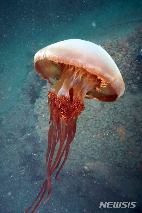 【부산=뉴시스】 하경민 기자 = 국립수산과학원은 기수식용해파리의 지속적 이용을 위한 한·중 공동연구가 본격적으로 추진된다고 19일 밝혔다. 2018.03.19. (사진=수산과학원 제공)yulnetphoto@newsis.com