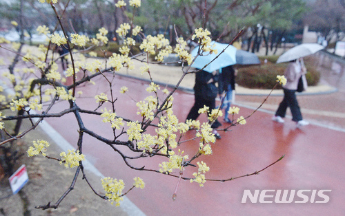 【대구=뉴시스】우종록 기자 = 봄비가 내리고 있는 19일 오전 대구 북구 영진전문대 교정에 활짝 핀 산수유 꽃망울이 봄비를 머금고 있다. 2018.03.19.&nbsp; wjr@newsis.com
