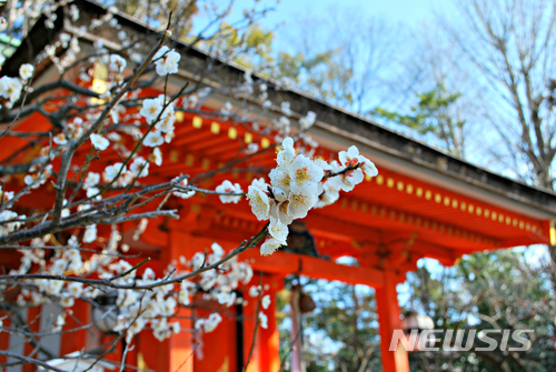 【서울=뉴시스】일본 교토 기타노텐만구의 매화. (사진=트립닷컴 제공)
