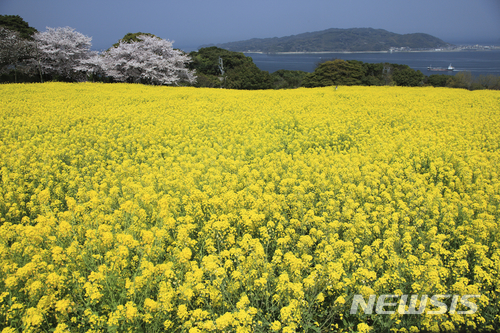 【서울=뉴시스】일본 후쿠오카 노코노시마 아일랜드 파크의 유채꽃. (사진=트립닷컴 제공)