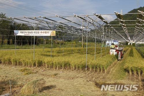 【사천=뉴시스】김윤관 기자 = 한국남동발전은 지난해 경남 고성군 하이면 덕호리 일대 6600여 ㎡의 부지에 100kW급 영농형 태양광 설비를 설치한 농지에서 벼를 수확하고 있다. 2018.03.21. (사진=한국남동발전 제공) kyk@newsis.com