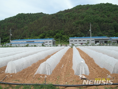 【안동=뉴시스】류상현 기자 = 자동관수 장치가 설치된 밭에 초경량 부직포로 터널을 만들어 고추를 재배하는 모습. 2018.03.21 (사진=경북도 제공) photo@newsis.com 