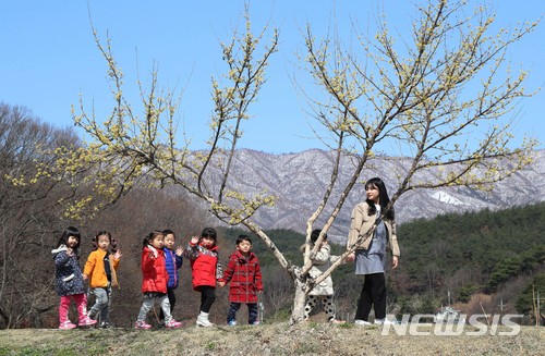 【함양=뉴시스】 화창한 봄날씨를 보인 22일 경남 함양군 상림공원에서 활짝 핀 노란 산수유와 하얀 눈 옷으로 갈아 입은 대봉산 사이로 봄맞이 나들이를 즐기고 있다. 2018.03.22. (사진=함양군청 김용만 주무관 제공) photo@newsis.com