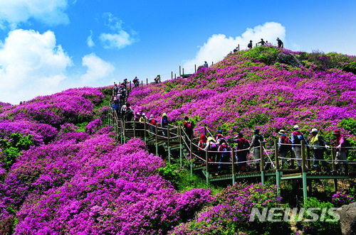 【서울=뉴시스】전북 남원시 바래봉 산철쭉 군락. (사진=남원시)