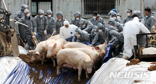 경기도 김포시 대곶면의 한 돼지사육 농가에서 구제역이 발생해 방역요원들이 돼지들을 살처분 하고 있다. 뉴시스 사진자료