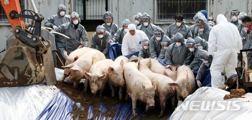 김포 하성면 돼지농가 구제역 'A형' 확진…방역당국 비상