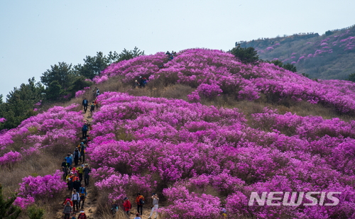 [여수=뉴시스] 전남 여수시 영취산 정상 부근에 핀 진달래. photo@newsis.com