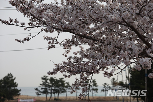 【동해=뉴시스】김태식 기자 = 31일 강원 동해시 망상해수욕장 철길 주변에 하얀 벚꽃이 봄소식을 전하고 있다. 2018.03.31&nbsp; newsenv＠newsis.com