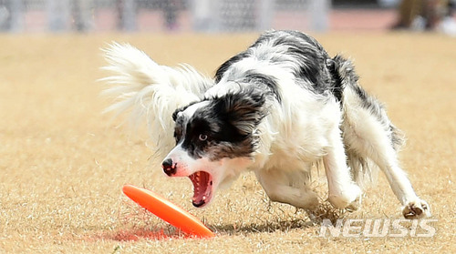 작년 버려졌다 구조된 반려동물 하루 281마리…20%는 안락사