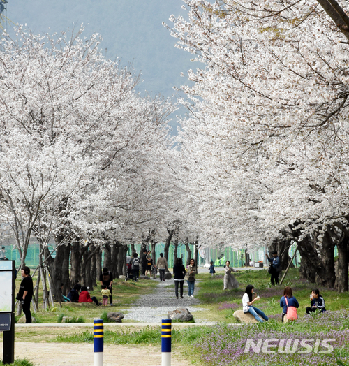 【밀양=뉴시스】안지율 기자 = 4월의 첫째 주 휴일인 1일 오전 경남 밀양시 삼문동 제방의 벚꽃 길을 찾은 시민들이 봄나들이를 즐기고 있다. 오는 8일 삼문동 휴먼시아아파트~푸르지오아파트 간 제방길 일원에서 삼문동 벚꽃 나들이 한마당행사를 개최한다. 2018.04.01.&nbsp; alk9935@newsis.com