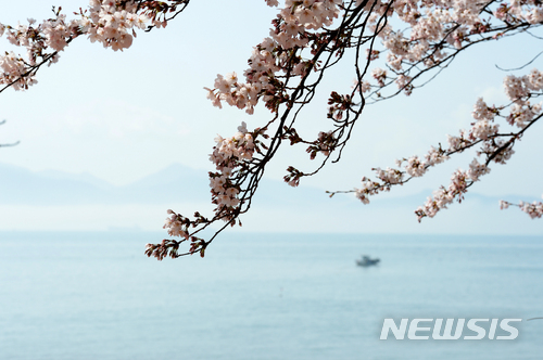 【남해=뉴시스】차용현 기자 = 2일 오후 경남 남해군 스포츠파크 내 바닷가를 끼고도는 산책로에 하얀 벚꽃이 꽃망울을 터트려 눈길을 끌고 있다. 2018.04.02. con@newsis.com