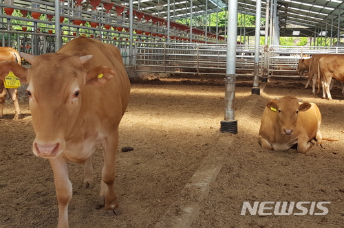  【영주=뉴시스】김진호 기자 = 경북 영주시 농업기술센터가 번식우를 대상으로 혈액을 채취해 임신 여부를 판단하는 사업이 농가들로부터 큰 인기를 끌고 있다. 사진은 영주한우. 2018.04.05 (사진=영주시 제공) photo@newsis.com