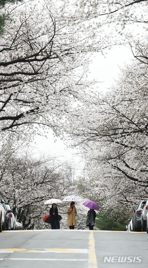 【과천=뉴시스】이정선 기자 = 봄을 재촉하는 봄비가 내린 5일 오전 경기 과천 렛츠런파크 서울에서 우산을 쓴 시민들이 벚꽃길을 걸으며 봄을 만끽하고 있다. 2018.04.05.&nbsp; ppljs@newsis.com