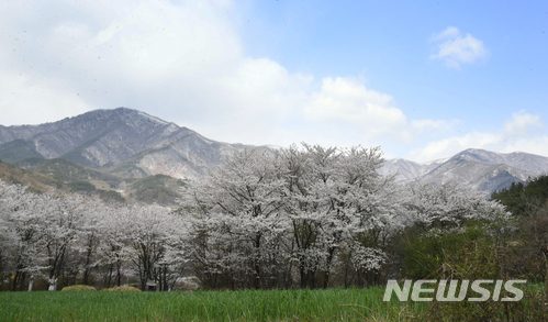 【서울=뉴시스】고승민 기자 = 7일 오전 경남 거창군 북상면 남덕유산 자락에 눈이 내려 벚꽃과 함께 경이로운 풍경을 자아내고 있다. 2018.04.07. (사진=거창군 제공) photo@newsis.com