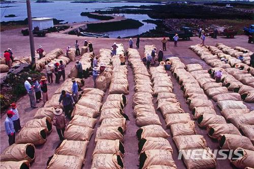 【제주=뉴시스】 제주시 한 항구에 출하를 위해 쌓여 있는 어촌계의 우뭇가사리. (뉴시스 DB)