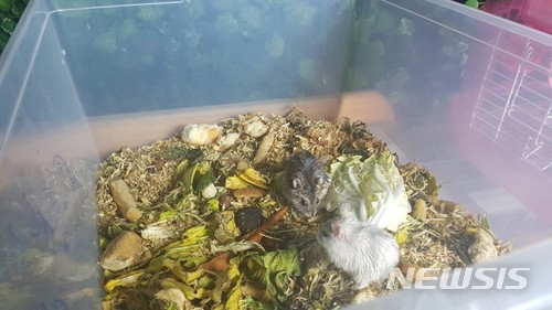 【서울=뉴시스】김가윤 수습기자 = 누리꾼들의 공분을 사고 있는 '대림역 햄스터 유기 사건'의 햄스터들이 비위생적인 환경에서 쳇바퀴 등 필수 용품도 없이 방치된 모습. 2018.04.10. (사진=양모씨 제공) yoon@newsis.com