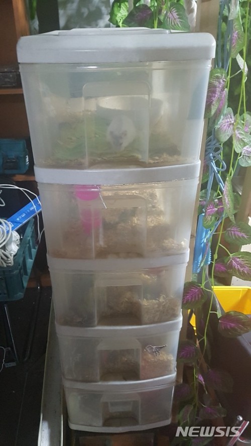 【서울=뉴시스】김가윤 수습기자 = 누리꾼들의 공분을 사고 있는 '대림역 햄스터 유기 사건'의 햄스터들이 이동식 서랍에 방치된 모습. 2018.04.10. (사진=양모씨 제공) yoon@newsis.com