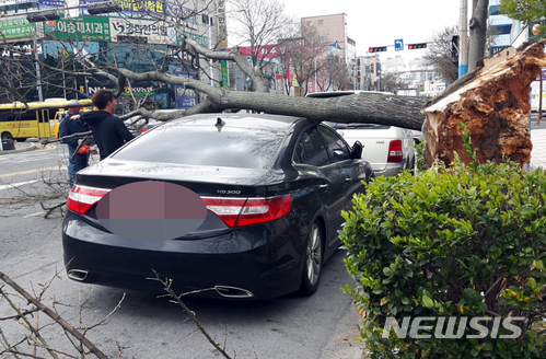 【목포=뉴시스】신대희 기자 = 전남 목포에 강풍주의보가 내려진 10일 오후 목포시 하당동 모 은행 사거리 인도쪽 가로수가 넘어져 있다. 2018.04.10. (사진 = 독자 제공)&nbsp; photo@newsis.com