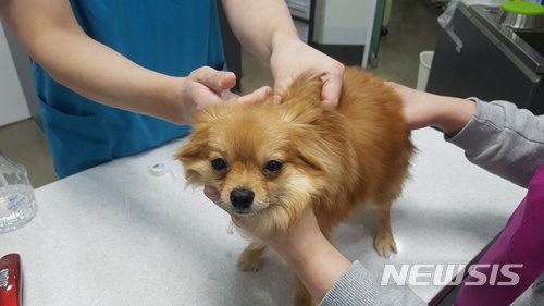 "3개월된 이상 개·고양이 광견병 예방접종 시키세요"