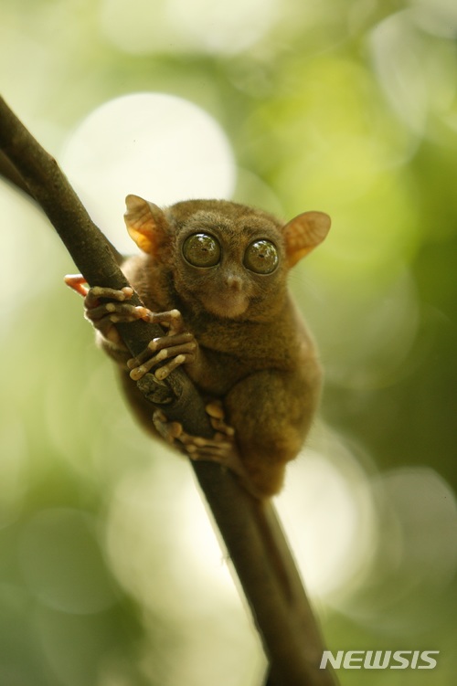 【서울=뉴시스】필리핀 보홀의 타르시어. (사진=필리핀 관광청 제공)