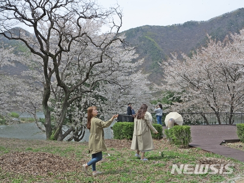 【옥천=뉴시스】이성기 기자 = 지난 11일 오후 충북 옥천군 안내면 대청호 언저리 ‘장계관광지’를 찾은 관광객이 벚꽃을 즐기며 산책하고 있다.2018.04.12(사진=옥천군 제공) sklee@newsis.com 