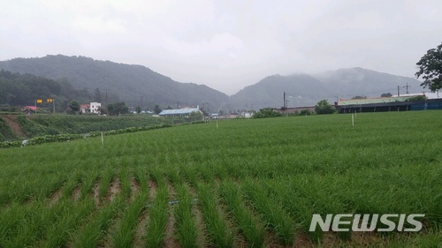 <화천군 상서면 일대에서 재배되고 있는 화천 달래>