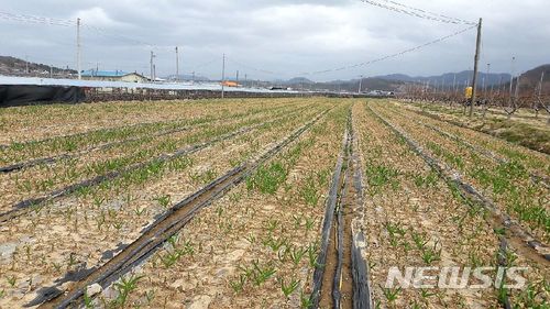 【안동=뉴시스】류상현 기자 = 동해를 본 난지형 마늘 농장. 2018.04.15 (사진=경북도 제공) photo@newsis.com 