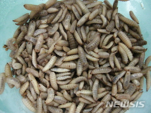 【세종=뉴시스】환경정화 곤충인 동애등에 유충. 2018.04.17. (사진= 농촌진흥청 제공)