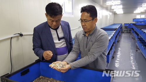 【영주=뉴시스】김진호 기자 = 흰점박이꽃무지(굼벵이) 사육에 성공한 김영규(오른쪽)씨가 축산특작과 김영주 팀장과 함께 농장에서 사육 중인 굼벵이를 살펴보고 있다. 2018.04.18 (사진=영주시 제공) photo@newsis.com