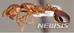 【세종=뉴시스】붉은불개미. 뉴시스 자료사진 