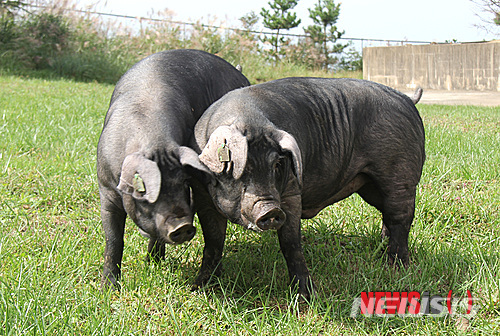 돼지. 뉴시스 사진자료