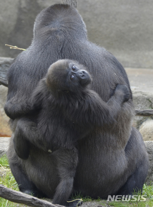 [원추 오늘의운세]원숭이띠, 기다려봤자니 스스로 하시오