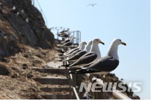 【세종=뉴시스】괭이갈매기. 2018.04.23. (사진 = 국립공원관리공단 제공)  photo@newsis.com