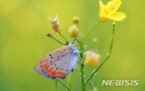 '유채꽃과 나비' 뉴시스 DB