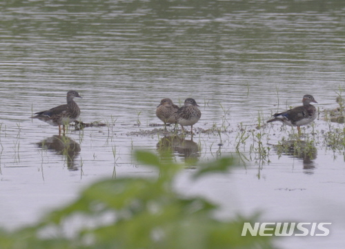 용인시 경안천 마평동~포곡읍 구간에서 관찰된 원앙 